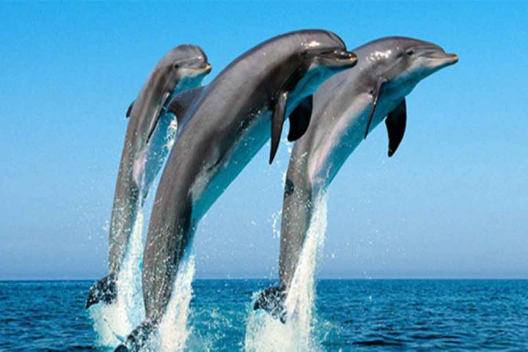 dolphin1_00-crop-u14613